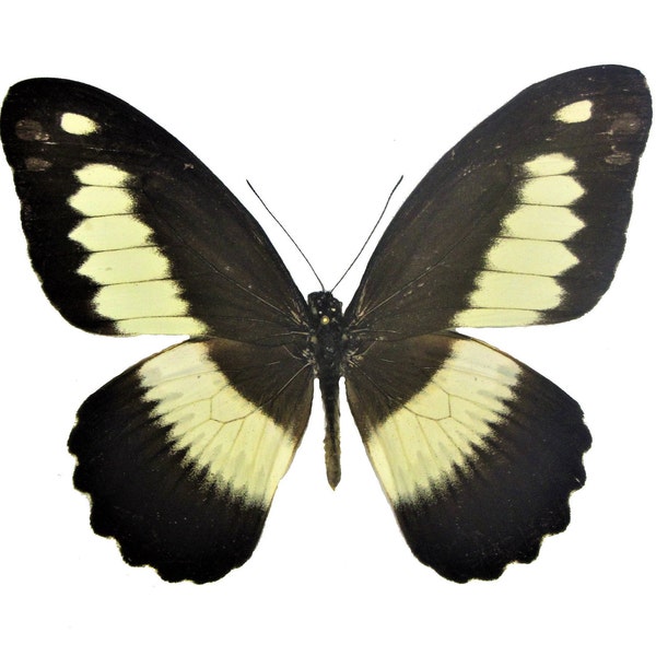 One Real Papilio Zenobia butterfly, Africa, Wings Closed or Wings Spread, Insect, Taxidermy