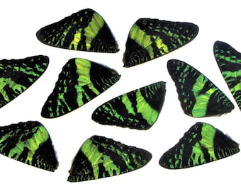 Sunset Moth Wings - Urania Rhipheus, Green Laminated Forewings (10 Pieces)