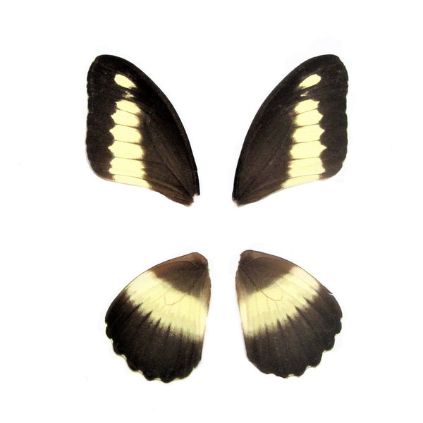 4 pieces papilio zenobia butterfly wings, Africa, matching wings, real, insect taxidermy