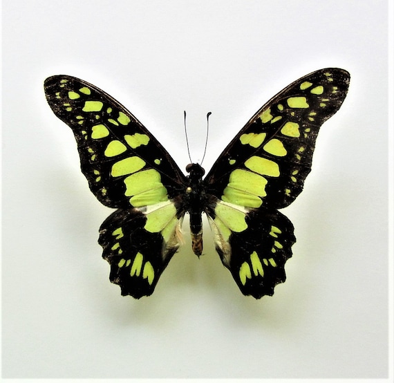 Real Dried Insect//Butterfly//Moth Non-Set.African Blue//Green Graphium antheus