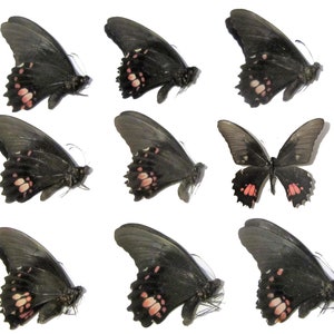 May include: Nine black butterflies with pink accents on their wings. The butterflies are arranged in three rows of three. The butterflies are all facing the same direction.