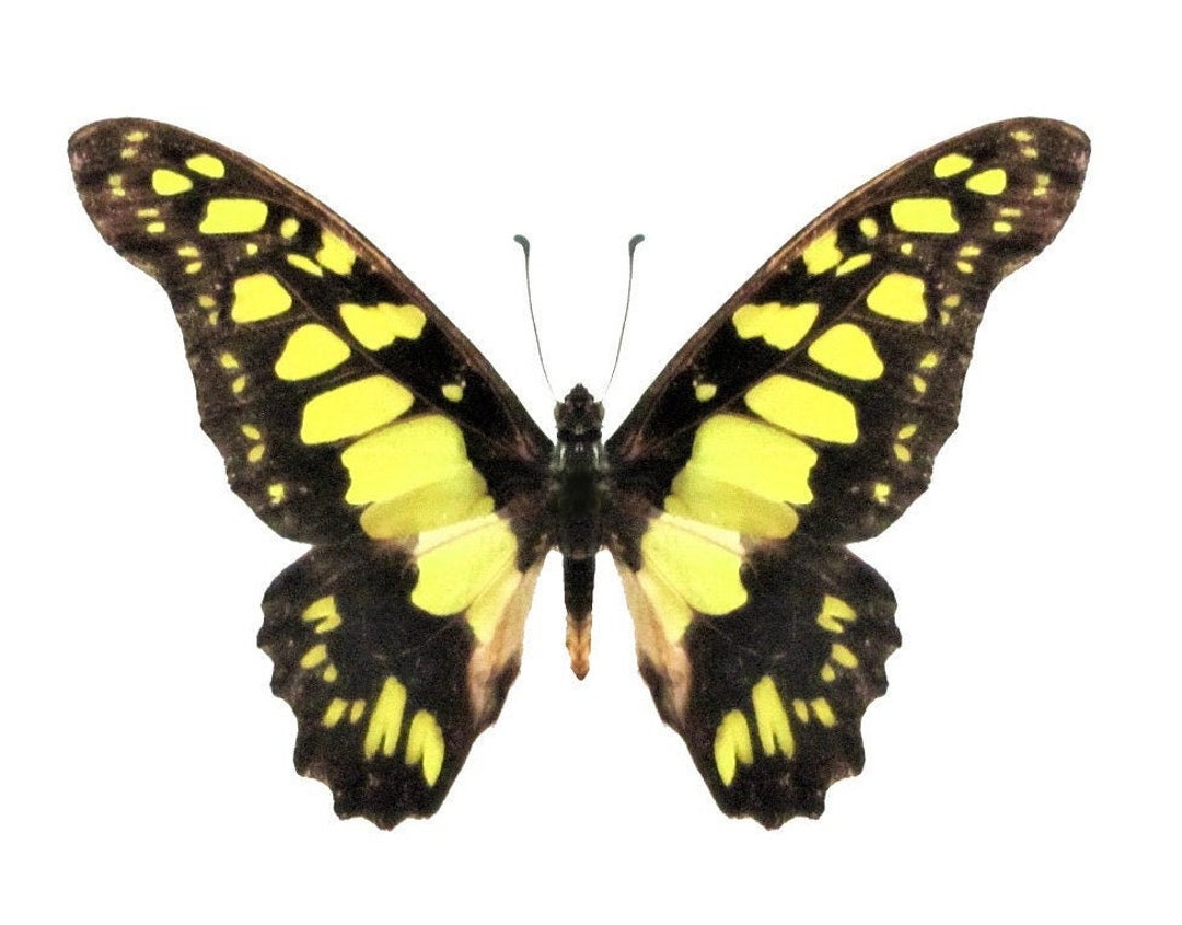 One Real Graphium Tynderaeus Electric Green Swallowtal Butterfly ...
