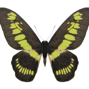 unmounted moths taxidermy art and collectibles insect black mixed media blue One real Graphium doson axion butterfly wings folded