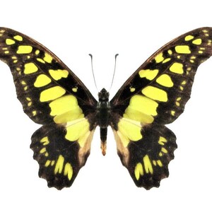 unmounted moths taxidermy art and collectibles insect black mixed media blue One real Graphium doson axion butterfly wings folded