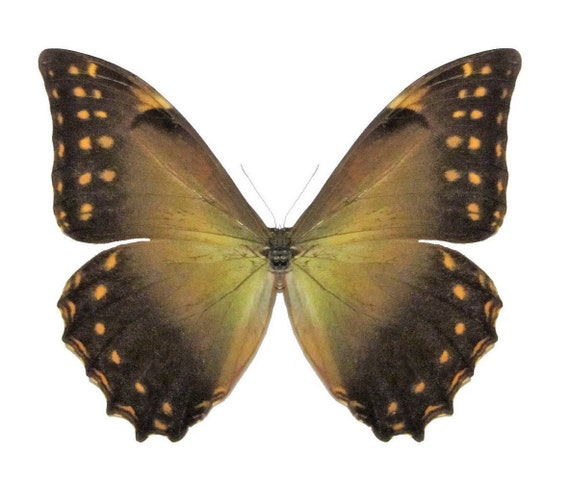 One Real A1 Morpho Telemachus Foucheri, Peru, Wings Closed or
