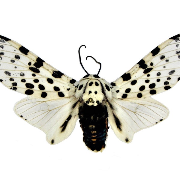 One real hypercompe scribonia, the giant leopard moth, giant woolly bear moth, insect, taxidermy