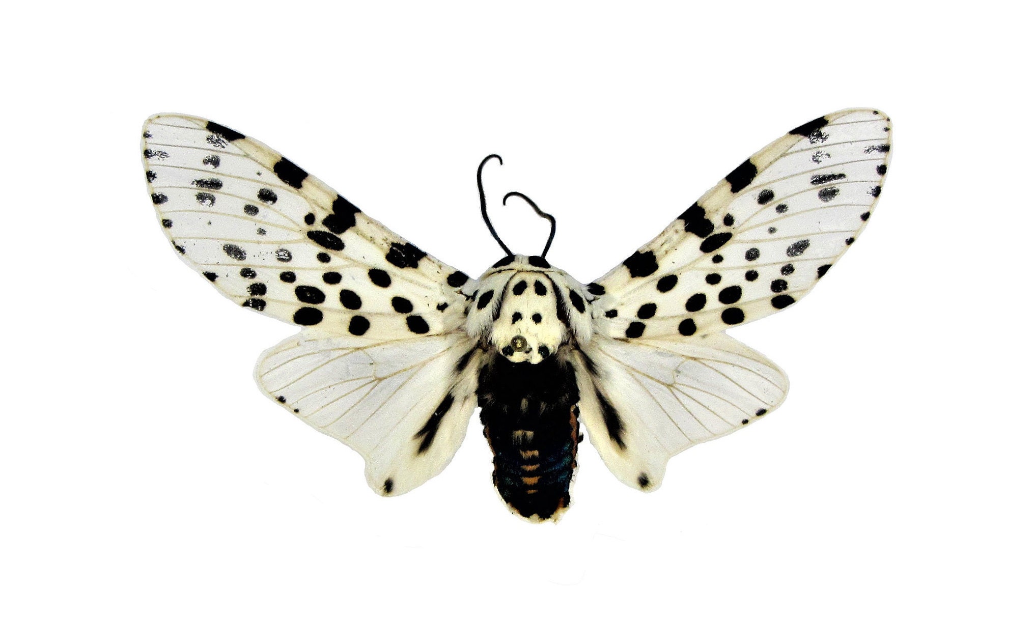 Giant Leopard Moth Brooch Textile Butterfly - Blue Terracotta