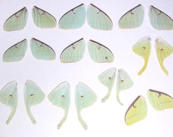 Real Actias Luna Moth Wings, Seconds, Moon Moth, Green wings