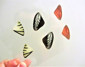 One Laminated Sheet Of Random 6 Real Butterfly Wings, Matching Wing Pairs