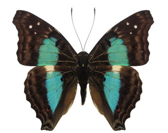 Real Doxocopa cherubina "Sparkling Cherub" Blue Butterfly, spread, laminated or unmounted