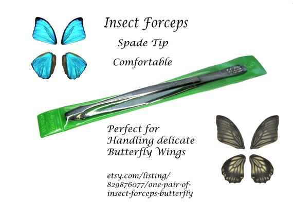 One Real Blue Morpho Adonis Huallaga Butterfly, Peru, Wings Closed