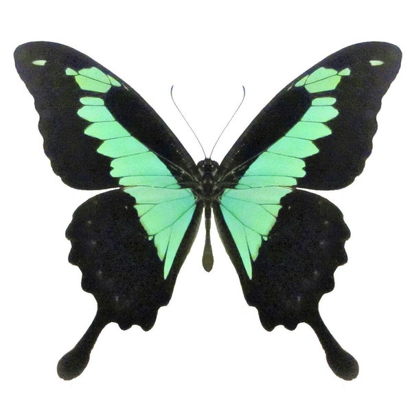 One real papilio phorcas congoanus butterfly, mint swallowtail, Wings Closed or Wings Spread, Republic of Central Africa, taxidermy
