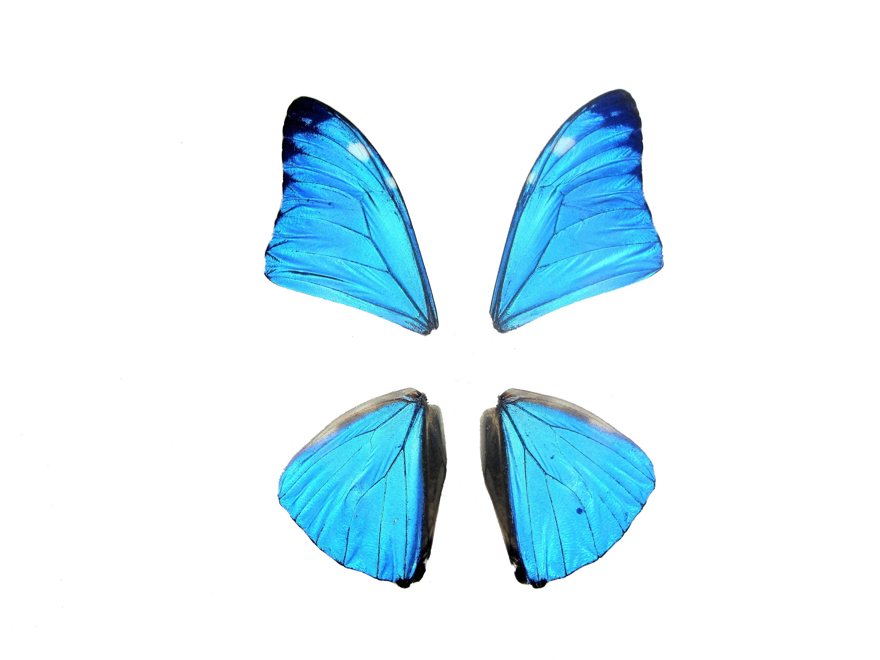 One Real Blue Morpho Adonis Huallaga Butterfly, Peru, Wings Closed