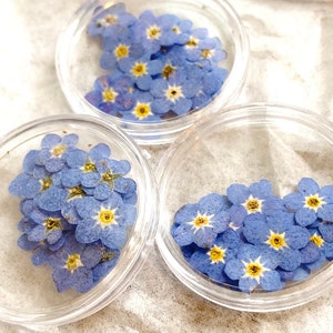 FAST SHIPPING, Press Dried Forget Me Not Flowers, Blue Pressed Flowers, Flowers For Resin Jewelry Making, Candle Making, And Crafts