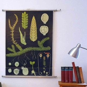 vintage schoolkaart | mosvarens / varens - Jung Koch Quentell, jaren 70 retro vintage, deco, poster, poster, afdrukken, canvas, rolkaart, onderwijs