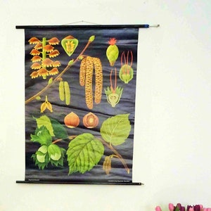 vintage school chart |  hazel / hazelnut - Jung Koch Quentell, 70&#39;s retro vintage, poster, poster, print, canvas original