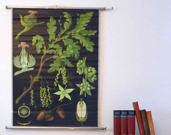 vintage school chart | Oak - Jung Koch Quentell, 70's retro vintage,  school chart, poster, print, canvas , original wall hanging chart