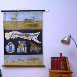 May include: A vintage educational chart featuring a detailed illustration of a grasshopper's anatomy, including its legs, wings, and internal organs. The chart is displayed on a wall in a room with a wooden chair, a small table, and a lamp.