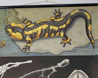 vintage school chart | fire salamander - Jung Koch Quentell, 60's retro vintage,  1963, poster, print, canvas original wall hanging chart