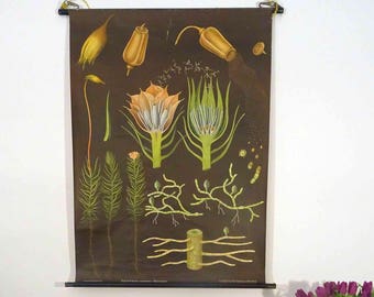 vintage school chart |  Hair Moss / Moss I - Jung Koch Quentell, 30s, retro vintage, rare! , original wall hanging chart