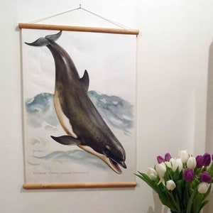 carte scolaire vintage | Grand dauphin - Tursiops truncatus C07/03, tableau mural original, tableau déroulant, décoration intérieure
