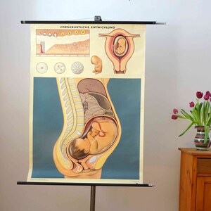 carte scolaire vintage |  développement prénatal, 1969, être humain / corps / médecine, années 60, vintage rétro, tableau mural original
