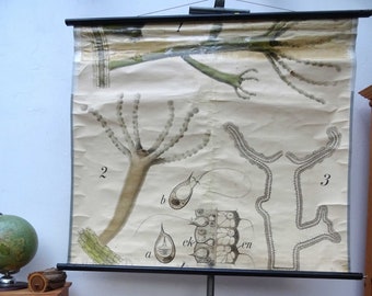 Paul Pfurtscheller 20/'s algae seawheed vintage Vintage Pull Down Chart original wall hanging chart