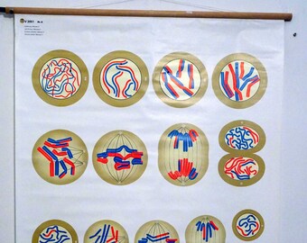 vintage school chart | Cell division II - meiosis, 1990s, retro vintage, print, canvas , original wall hanging chart, germany