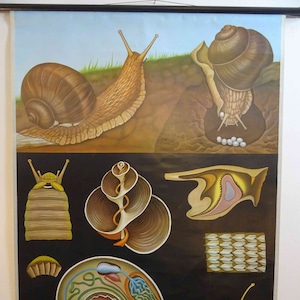 carte scolaire vintage | Escargot romain 0093 - Jung Koch Quentell, années 60, rétro vintage, tableau mural original