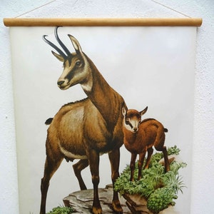 Schulwandkarte |  Gemse I / Gämse / Gams - Rupicapra rupicapra C01/01, retro vintage, deko, Poster, Druck, Leinwand, Rollkarte, Lehrkarte