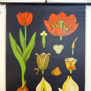 carte scolaire vintage | Tulipe 0079 - Jung Koch Quentell, vintage rétro des années 60, tableau scolaire, affiche, tableau mural original en toile