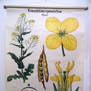 Cuadro escolar antiguo / Colza (Brassica napus) 0021 Cruciferae (Brassicaceae), Alemania, década de 1960 ¡Raro! Póster, mapa de desplazamiento, tarjeta educativa