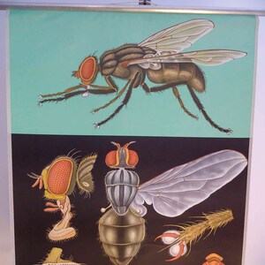 tabella scolastica vintage / Mosca domestica / Mosca - Jung Koch Quentell, grafico originale da appendere alla parete, vintage retrò anni '70
