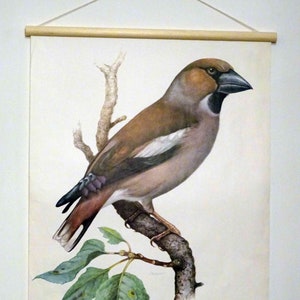 Schulwandkarte | Kernbeißer (Coccothraustes coccothraustes) C10/06, retro vintage, deko, Poster, Druck, Leinwand, Rollkarte, Lehrkarte