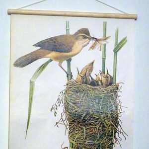 Schulwandkarte | Drosselrohrsänger (Acrocephalus arundinaceus) C10/10, retro vintage, deko, Poster, Druck, Leinwand, Rollkarte, Lehrkarte