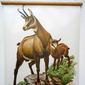 Schulwandkarte |  Gemse II / Gämse / Gams - Rupicapra rupicapra C01/08, retro vintage, deko, Poster, Druck, Leinwand, Rollkarte, Lehrkarte