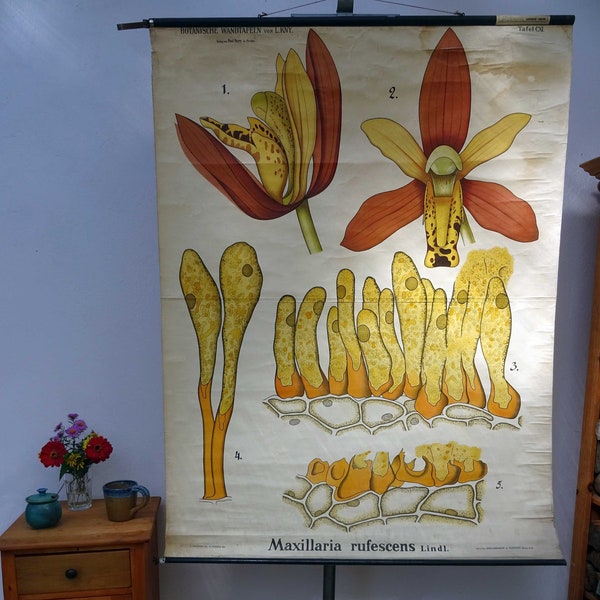 vintage schoolkaart | Orchidee (maxillaria rufescens) - Berlijn, Duitsland, retro, antiek, jaren 20 zeldzaam! Poster, Cartage-diagram, Educatief