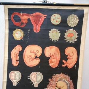 carte scolaire vintage | Développement prénatal / ovulation / médecine « Eireifung », rare dans les années 1960 !  Tableau mural original et rétro vintage