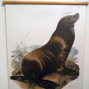 Schulwandkarte |  Kalifornische Seelöwe - Zalophus californianus C07/02, retro vintage, deko, Poster, Druck, Leinwand, Rollkarte, Lehrkarte