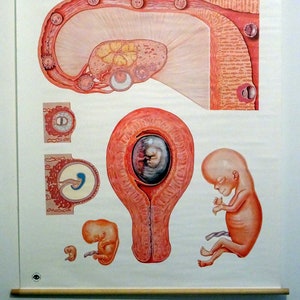 carte scolaire vintage | développement humain jusqu'à la naissance / ovulation / médecine, années 1990, vintage rétro, tableau mural, tableau scolaire