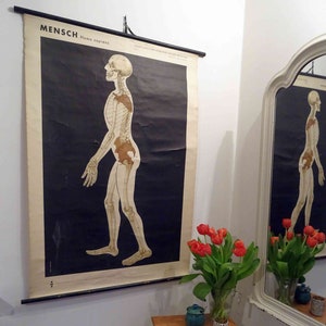 vintage school chart | The human body - skeleton, medicine, 70s, retro vintage , original wall hanging chart