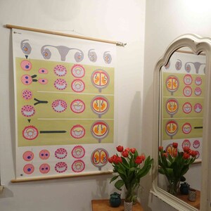 carte scolaire vintage | Développement de jumeaux identiques II/ovulation/médicament, années 1990, vintage rétro, tableau mural, tableau scolaire