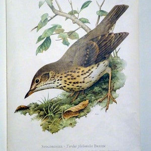 Schulwandkarte | Singdrossel (Turdus philomelos) C10/03, retro vintage, deko, Poster, Druck, Leinwand, Rollkarte, Lehrkarte