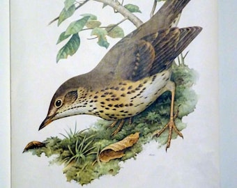 carte scolaire vintage | Grive musicienne (Turdus philomelos) C10/03, rétro vintage, tableau mural original, tableau déroulant, décoration intérieure