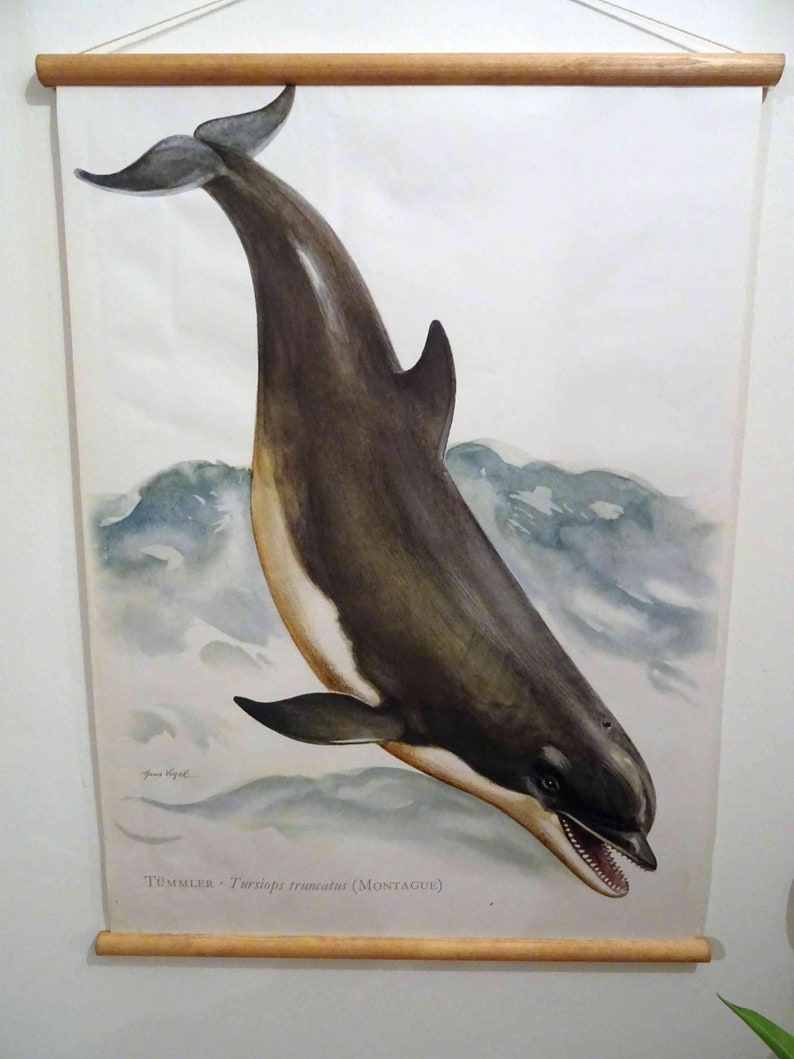 Vintage School Chart Bottlenose Dolphin Tursiops - Etsy