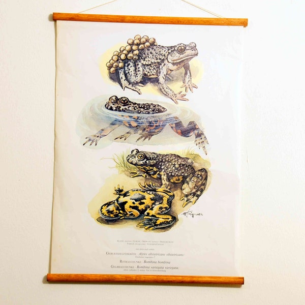 vintage school chart |  Midwife toad, fire-bellied toad, yellow-bellied toad C14/03, original wall hanging chart