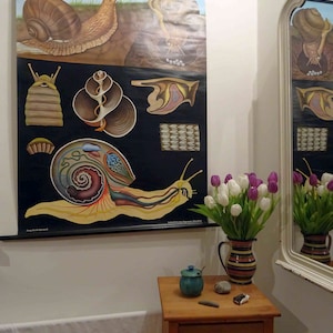 carte scolaire vintage | Escargot romain II - Jung Koch Quentell, années 60, rétro vintage, tableau mural original