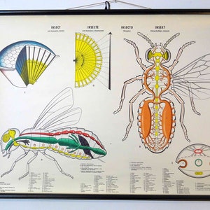 Cuadro escolar vintage / El insecto 0115 - 3 idiomas: alemán, inglés, italiano, retro vintage, póster, cuadro de lista de profesores
