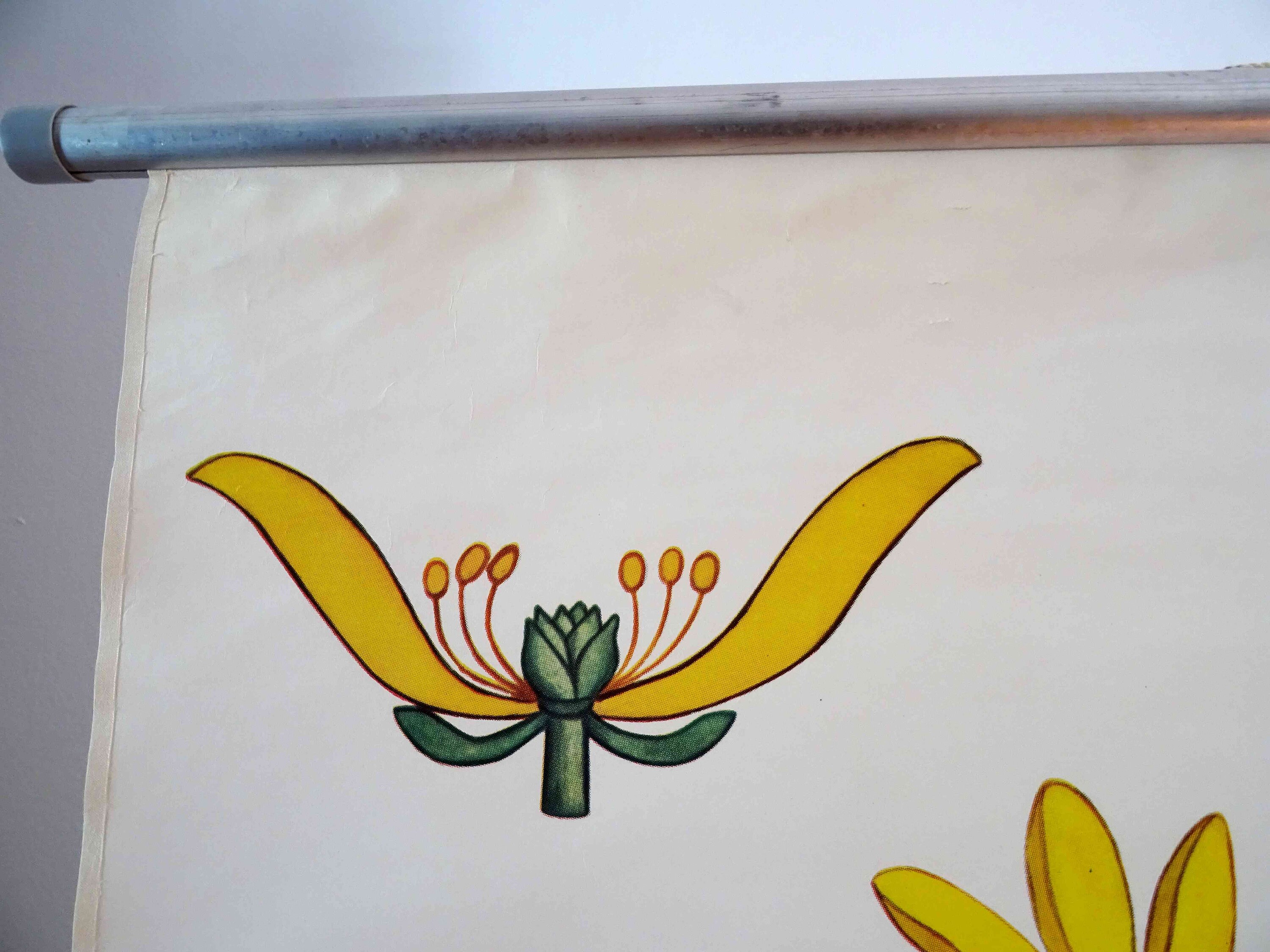 Vintage School Chart | Celandine / Cowberry (ranunculus Ficaria ...