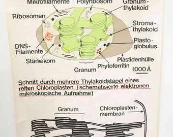 carte scolaire vintage | Chloroplastes (morphologie) 0124, années 1990, rétro vintage, impression, toile, tableau mural original, Allemagne